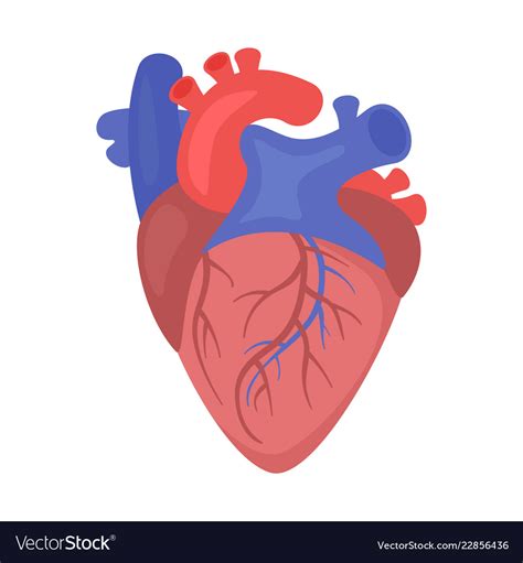 Heart Organ Royalty Free Vector Image Vectorstock