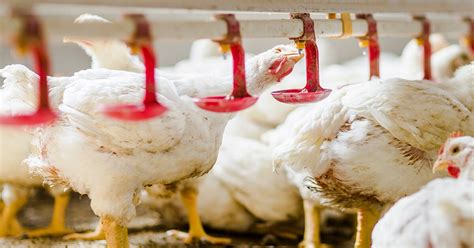 Heat Stress In Poultry Production Biostrong Comfort Stay Cool With