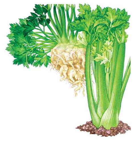 It grows best in climates with either very mild winters, where it is a good winter crop, or in climates with cool summers. All About Growing Celery - Organic Gardening - MOTHER ...