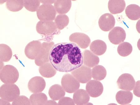 sangue  hemocitopoese histologia
