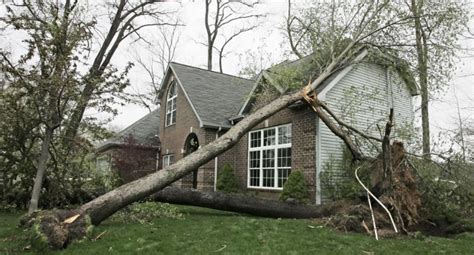 Emergency Tree Service And Tree Removal Full Canopy Tree Service