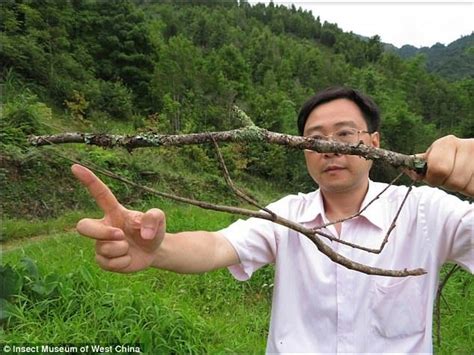 Chinese Museum Breeds The Worlds Longest Stick Insect Science