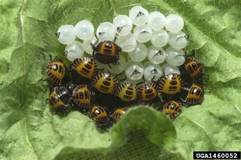 Filebrown Marmorated Stink Bug Eggs Hatched Wikimedia Commons