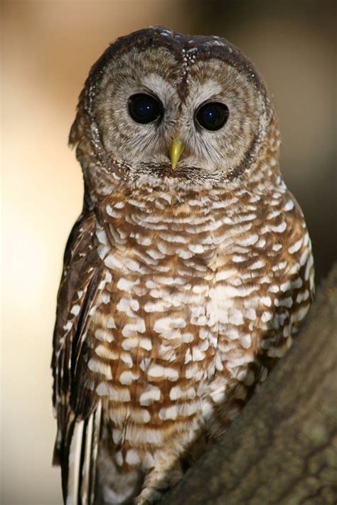 Mexican Spotted Owl Facts Habitat Diet Pictures