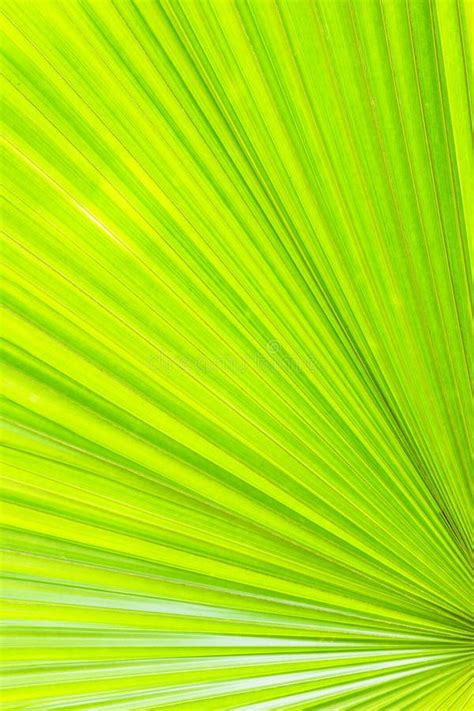 1100 Green Palm Leaf Background Free Stock Photos Stockfreeimages