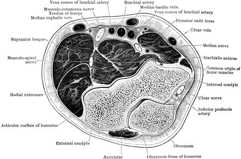 Section Through Elbow | ClipArt ETC