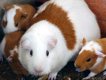 Timothy hay and other grasses are poor sources of vitamn c. Peru Pushes Guinea Pigs As Food - CBS News