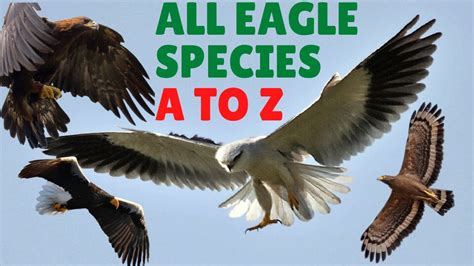 All Eagle Species And Eagle Names And Pictures Youtube