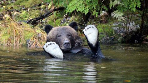 Great Bear Rainforest British Columbia Seeing Bears In The Wild In Canada