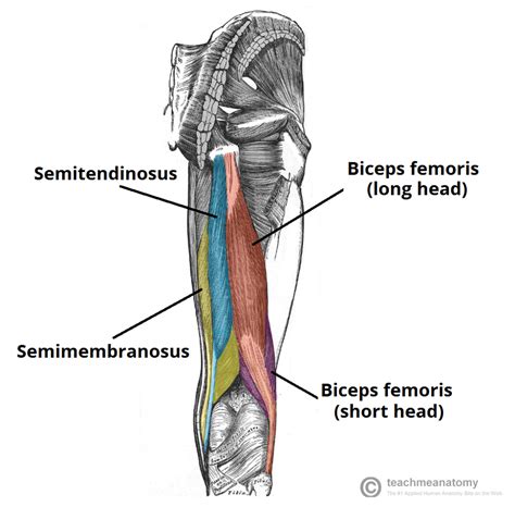 Biceps Femoris Attachments Actions Teachmeanatomy