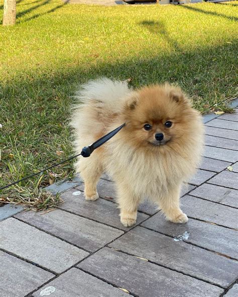 17 Amazing Facts About Pomeranians You Might Not Know Pettime