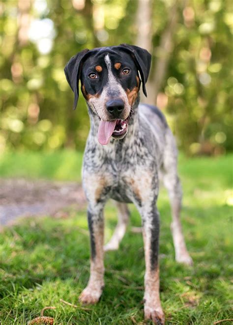 Bluetick Coonhound Dog Breed Information And Characteristics