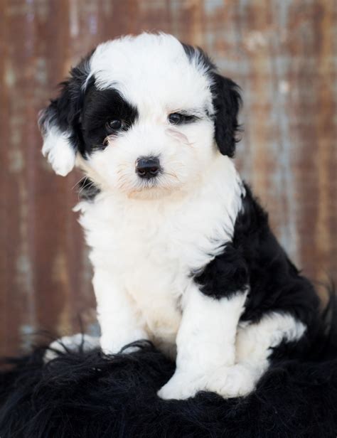 …we prefer to honor lots of other internet sites around the internet, even when they aren't linked to us, by linking to them. Sheepadoodle - The Old English Sheepdog Poodle Mix Breed