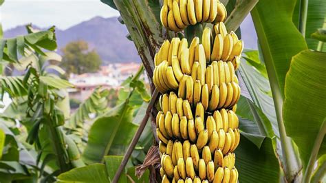 Bananas Farming How It Works By Natgeo हिंदी में Youtube