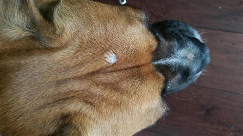 Bump On Head Boxer Breed Dog Forums