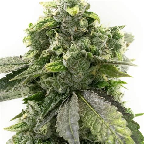 G13 Autoflower Strain Info G13 Autoflower Weed By Homegrown Cannabis