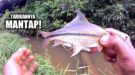 Trik memancing ikan kakap putih saat terang bulan. TARIKANNYA MANTAP! mancing ikan parau/nilem/melem saat musim kemarau - YouTube