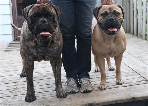 Bella's father is also a grand champion. 35 Top Images Bullmastiff Puppies For Sale In Ohio : Jerry Bullmastiff Puppy For Sale In ...