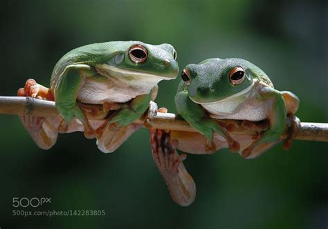 Frog Couple Frog Cute Frogs Animals