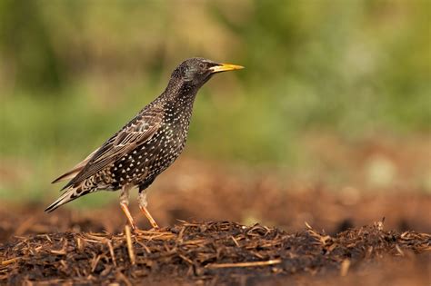Contrasting Common Starling trends across Europe | PECBMS - PECBMS
