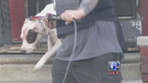 Woman Attacked By Dog At Home In Southwest Philadelphia