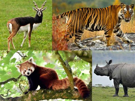 Top 170 Extinct Animals With Names In India