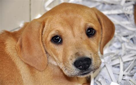 Labrador retriever dogs & puppies in uk. HD Soooo Adorable (labrador Puppy) Wallpaper | Download ...