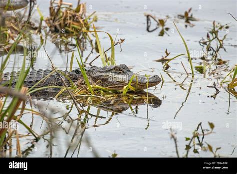 Alligators At Huntington Beach State Park South Carolina Stock Photo