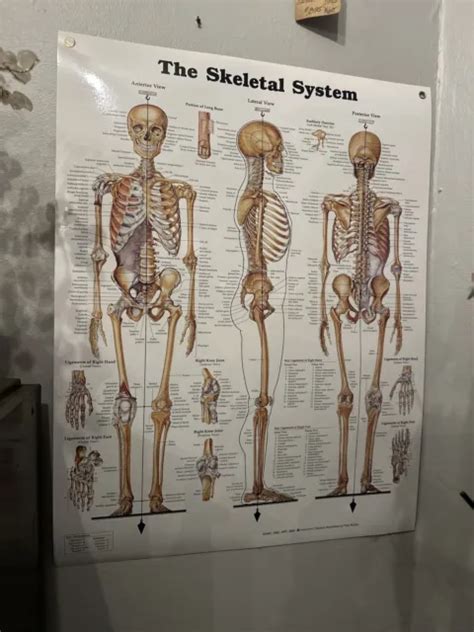 Giant Skeletal System Anatomical Chart Poster Picclick Uk My Xxx Hot Girl