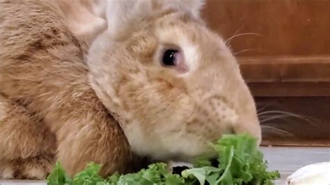 What Do Flemish Giant Rabbits Eat Youtube