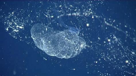 Scientists Finally Spot Giant Slimy Sea Blob First Found Over A
