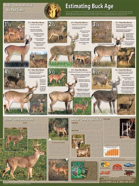 Feeding Chart For Deer