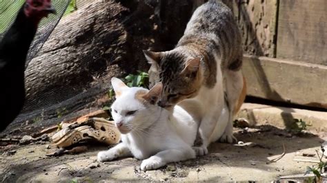 How Cats Mating Youtube