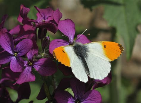 Die Schönsten Heimischen Schmetterlingsarten Plantura