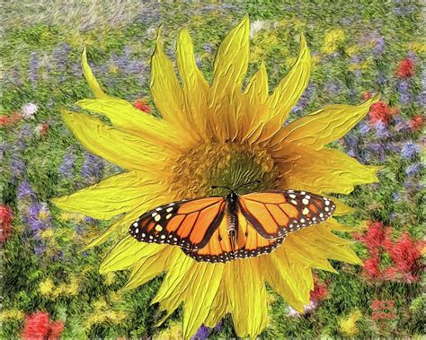 Butterfly And Sunflower Digital Art By Richard Stevens
