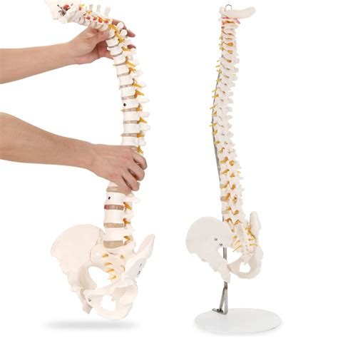 Buy Hingons Spine Model Flexible Life Size Spinal Cord Model