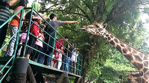 Jerapah Kebun Binatang Zoo Surabaya Youtube