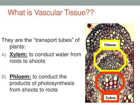 Ppt Biology 11 Powerpoint Presentation Free Download Id2809172