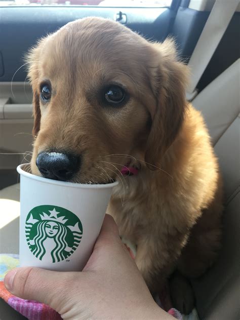 Does Starbucks Have Drinks For Dogs