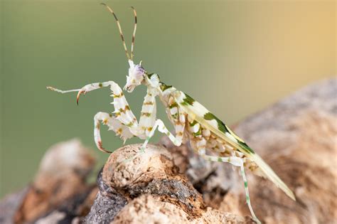 10 Interesting Praying Mantis Facts