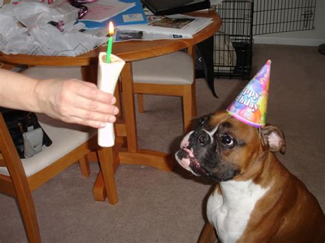 Cute Animals Eating Birthday Cake Or Just Celebrating Their Birthdays Birthday Songs With Names
