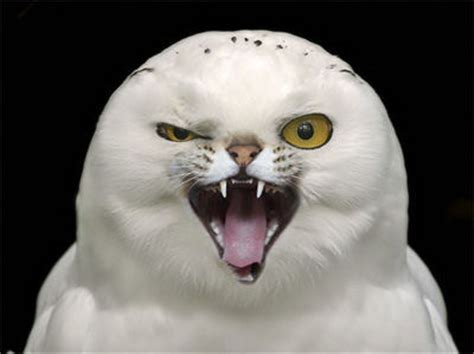 Owlcat : HybridAnimals
