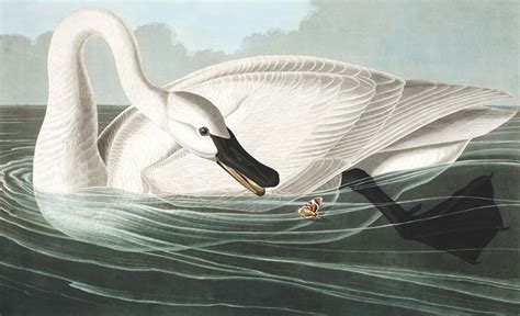 Art Prints Of Trumpeter Swan By John James Audubon