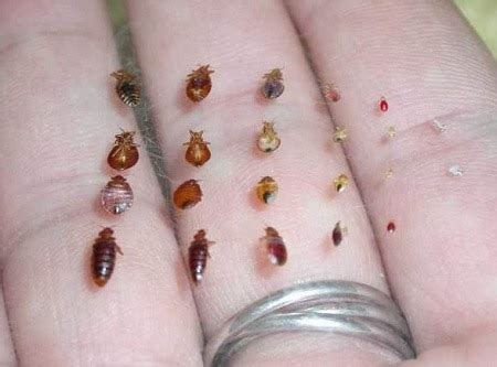 Baby Bed Bug Bites Pictures The Meta Pictures