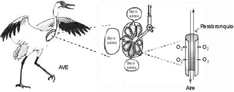 Para nuestra supervivencia es necesario que una serie de órganos se conjugen entre sí y formen un equipo, pero para ello es fundamental que podamos tomar oxígeno del ambiente e intercambiarlo por gases como el dióxido de carbono; Estomas Animales Que Respiran Por La Piel Para Colorear ...