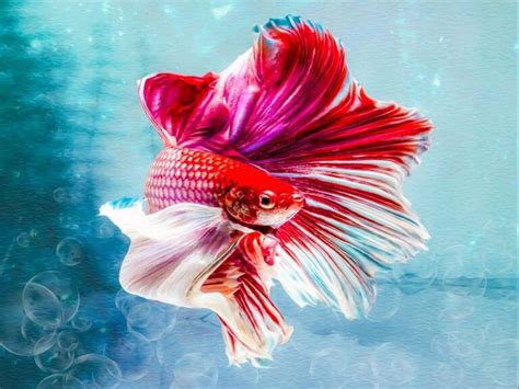 Coolest Betta Fish Fish Tank Facts