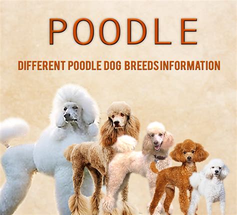 Toy Poodle Breed Standard Uk Wow Blog