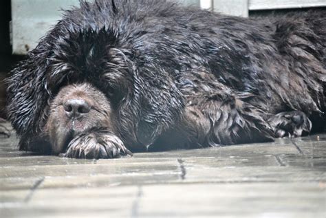 Dealing With Hot Spots On Dogs My Brown Newfies