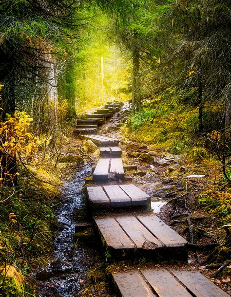 Forest Steps Jigsaw Puzzle