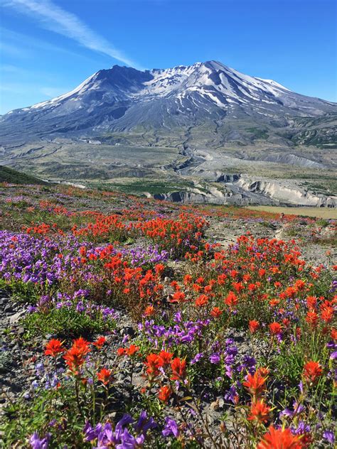 Expose Nature Made My Way To Mt St Helens With The Wild Flowers In